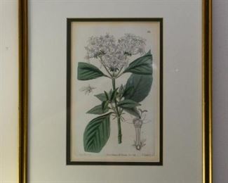 Framed Botanical Print