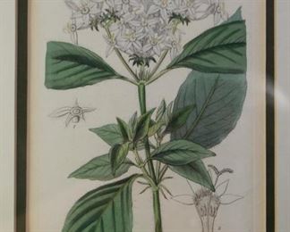 Framed Botanical Print