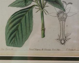 Framed Botanical Print