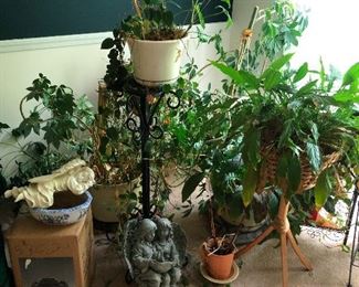 garden plant and foliage