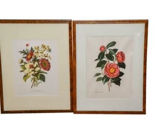 230. Pair Framed Decorative Floral Prints