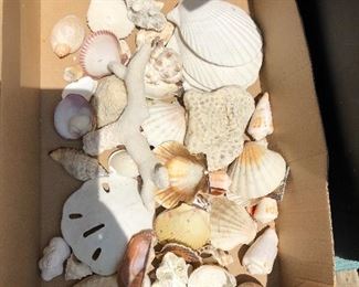 Shells. Coral