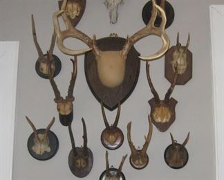 Collection of wall mount antlers. (largest is not being sold)