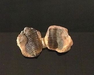 Trilobite fossil from Morocco 