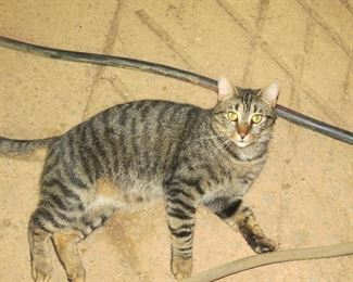 BARN CAT NOT FOR SALE.