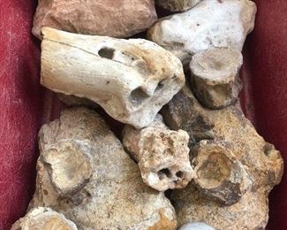 Fossil collection