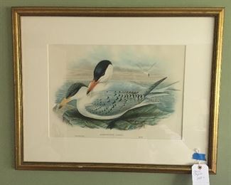 One of two John Gould lithographs.