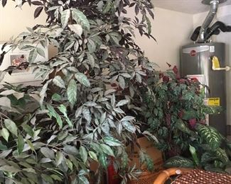 I'm faux real, we gotta lotta pretend plants!