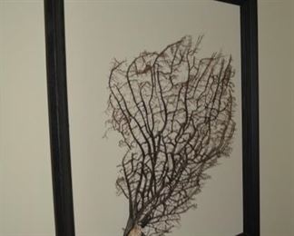 Coral on Board, framed