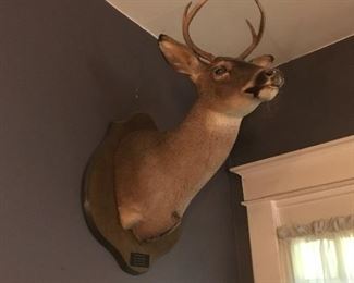 Taxidermy/mounted deer head