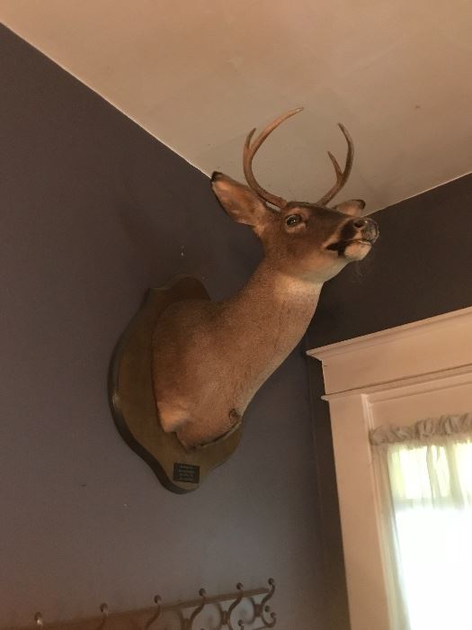 Taxidermy/mounted deer head
