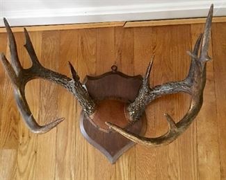 Stag horn