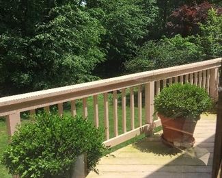 Large boxwood
