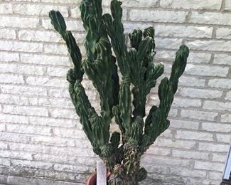 50 year old cactus