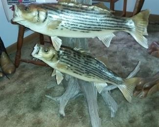 Fish Taxidermy, Fishing Rods & Tackle Boxes