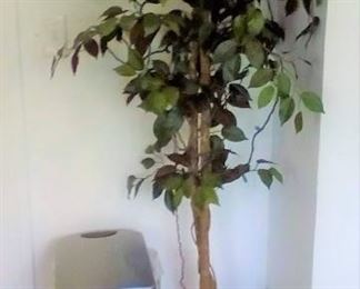 Fig tree and flip top trash can