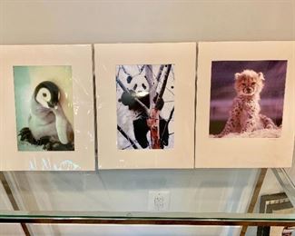 Wildlife photos