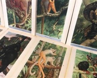 12 Monkey Chromolithographs