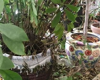 Flowers/plants and pots