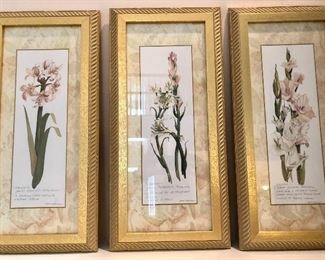Lovely trio of botanical prints.  About 15 x 7".