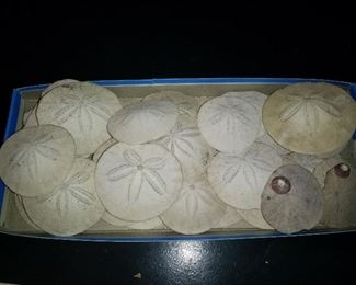 Sandollars