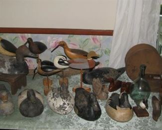 Ducks and other birds