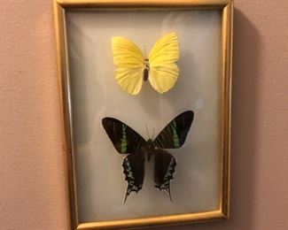 Beautiful Butterflies Framed for Posterity!
