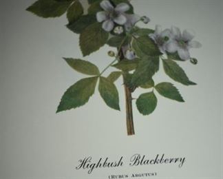 Wild Flowers of America Collection: Highbush Blackberry