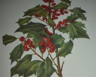 Wild Flowers of America Collection: American Holly