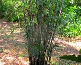 Bamboo potted