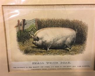 Antique Pig Print