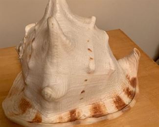 Sea Shells