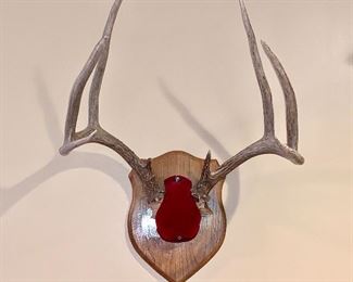 2 of 2 mounted Antlers