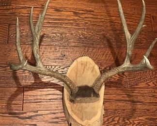 1 of 2 mounted Antlers