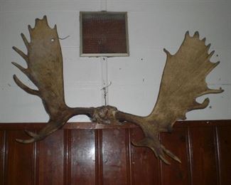 large set of moose antlers