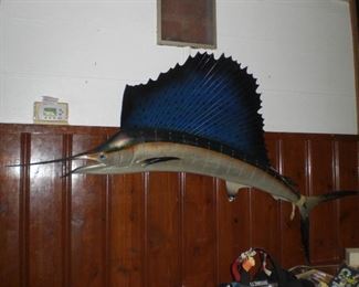 large mounted Blue Marlin
