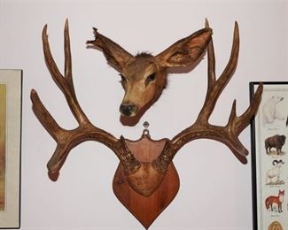 73. Taxidermy