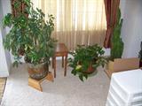 Live Plants