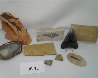 0021 Fossils and More