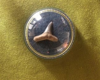 Paperweight sharks tooth