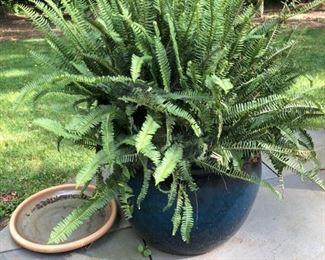 Flower pot & fern