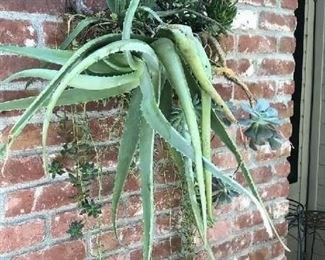 WALL PLANTER WITH ALOE ETC
