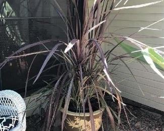 LARGE PLANT IN CHINESE POT