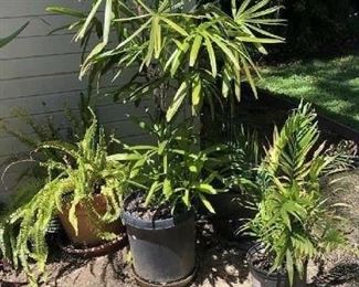 LARGE POTTED PLANT