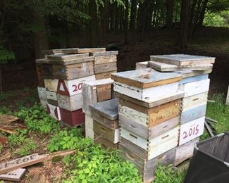 Lots of Beehives