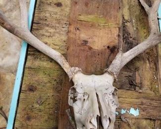 deer skull