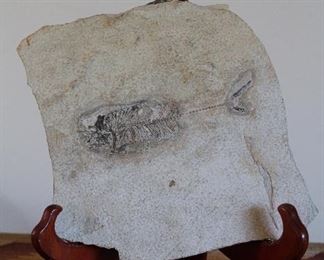 Antique Fish Fossil