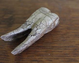 Antique Bovine Tooth Fossil