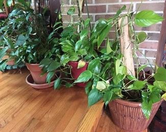 live plants - lots