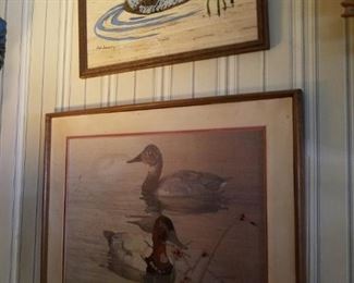 Duck pictures
